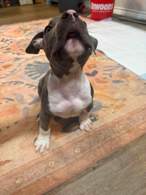 Enlarge Stewy, a Adoptable mixed breed in Wichita Falls, TX image 2/3