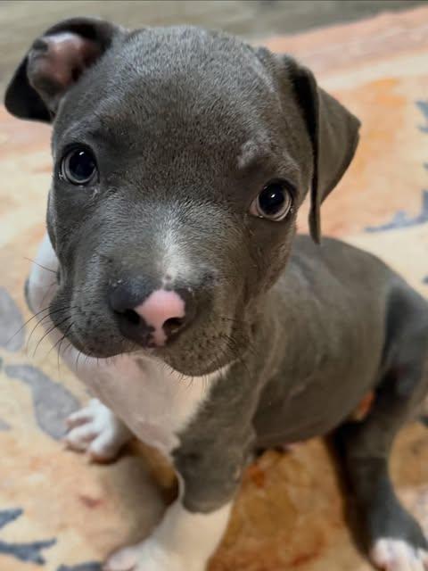 Stewy, Adoptable, Puppy Male American Bully.
