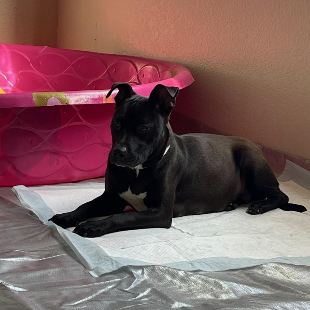 Joni, Adoptable, Adult Female Pit Bull Terrier.