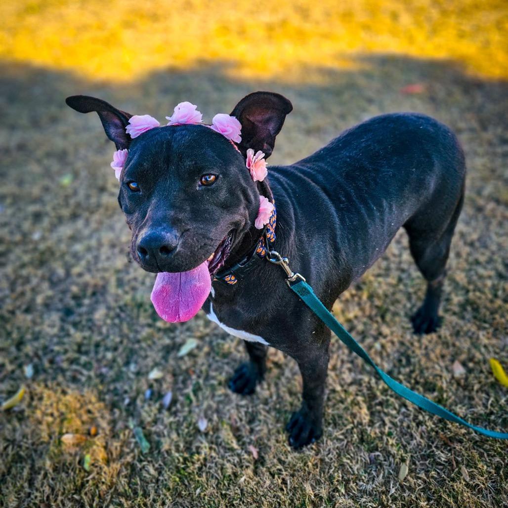 Joni, a Adoptable mixed breed in Phoenix, AZ image 2/6