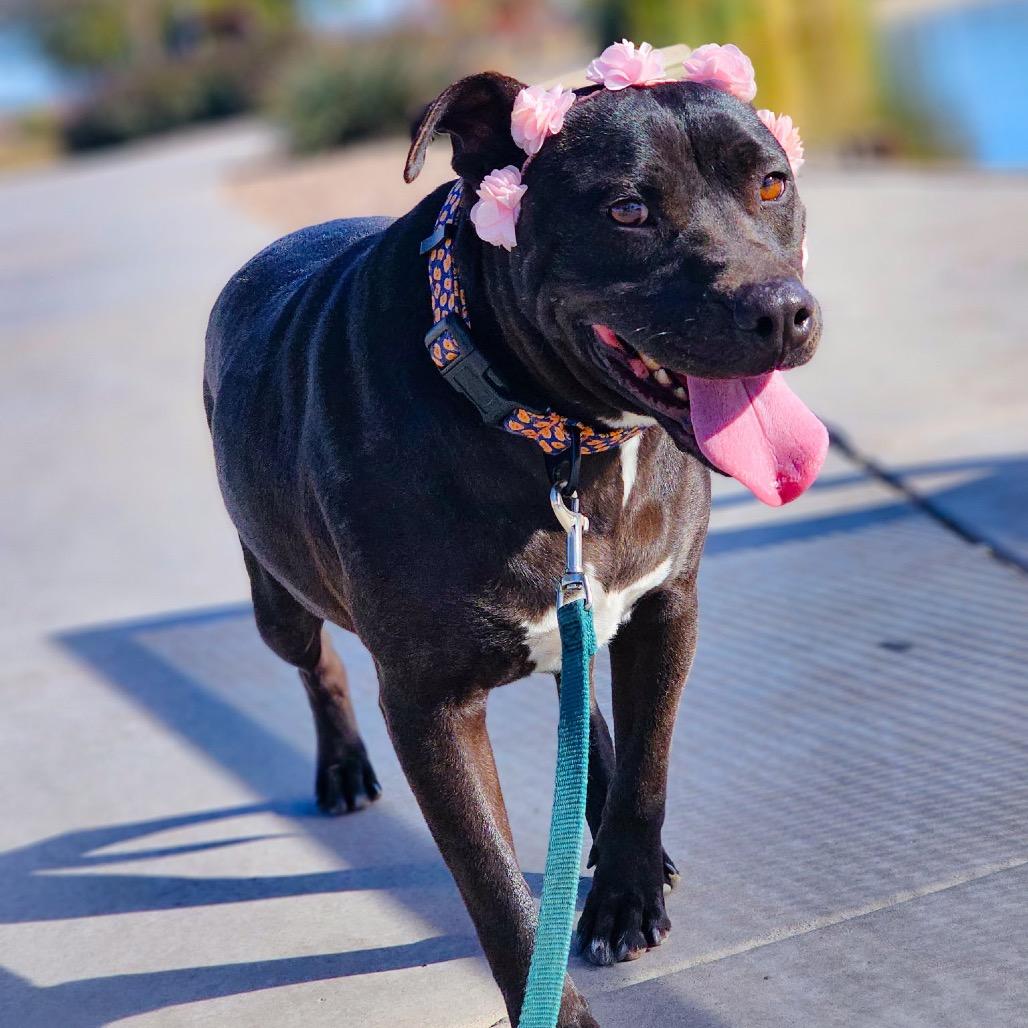 Joni, a Adoptable mixed breed in Phoenix, AZ image 3/6