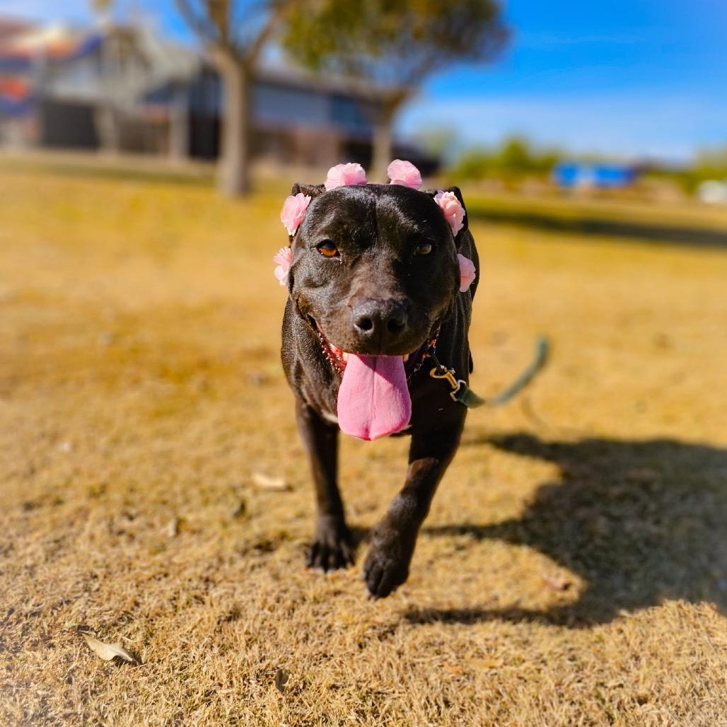 Joni, a Adoptable mixed breed in Phoenix, AZ image 4/6