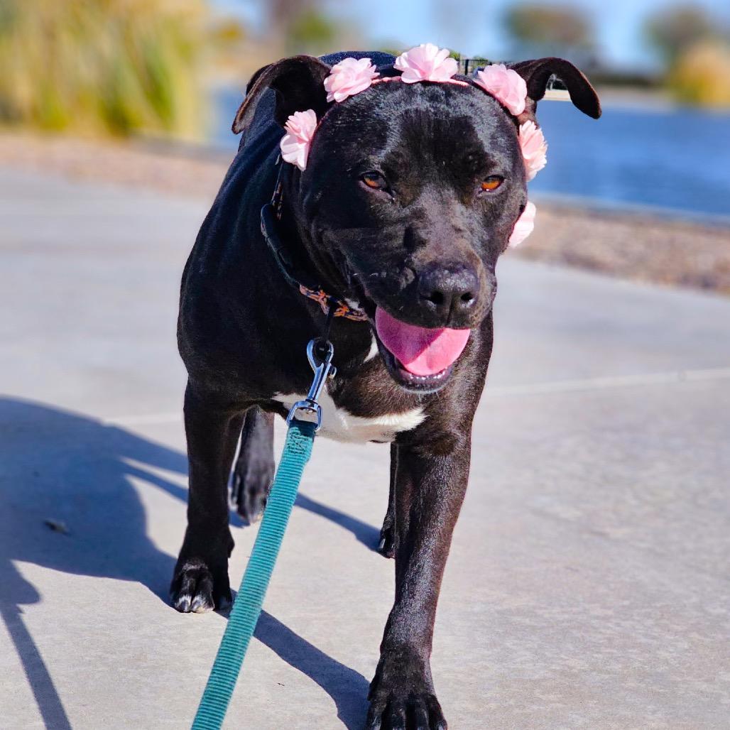 Joni, a Adoptable mixed breed in Phoenix, AZ image 5/6