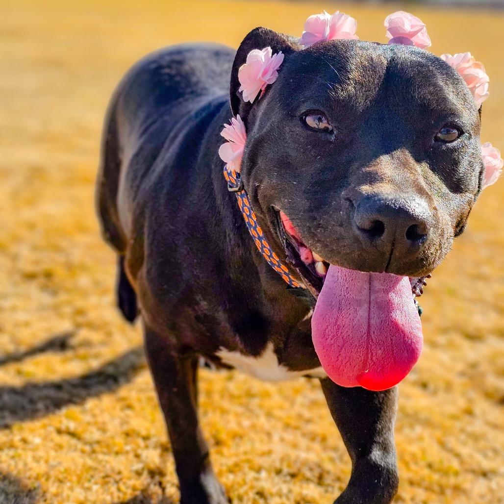 Joni, a Adoptable mixed breed in Phoenix, AZ image 6/6