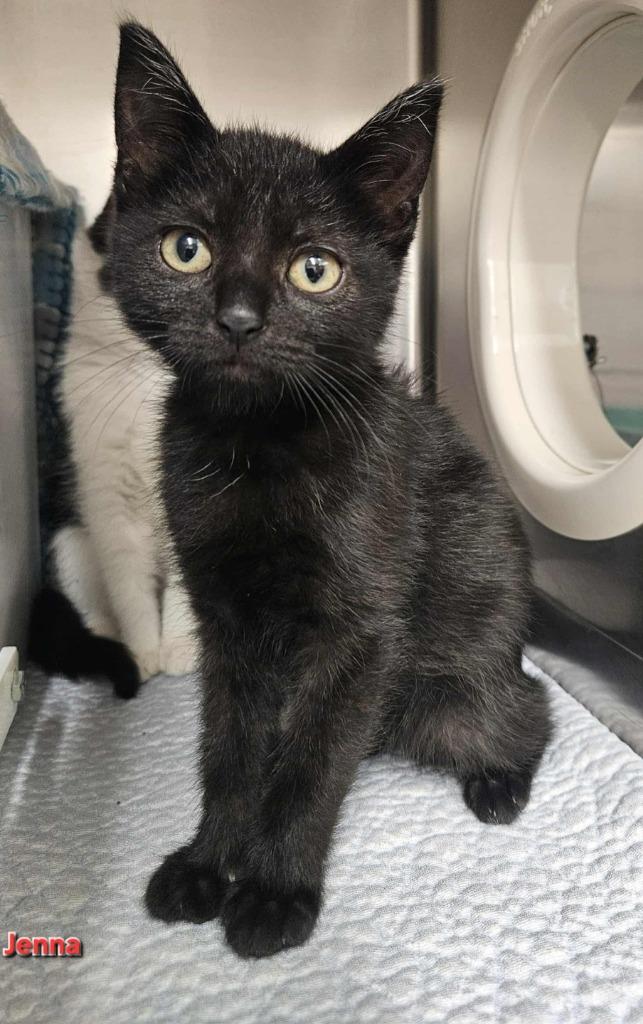 Jenna, Adoptable, Kitten Female Domestic Short Hair.