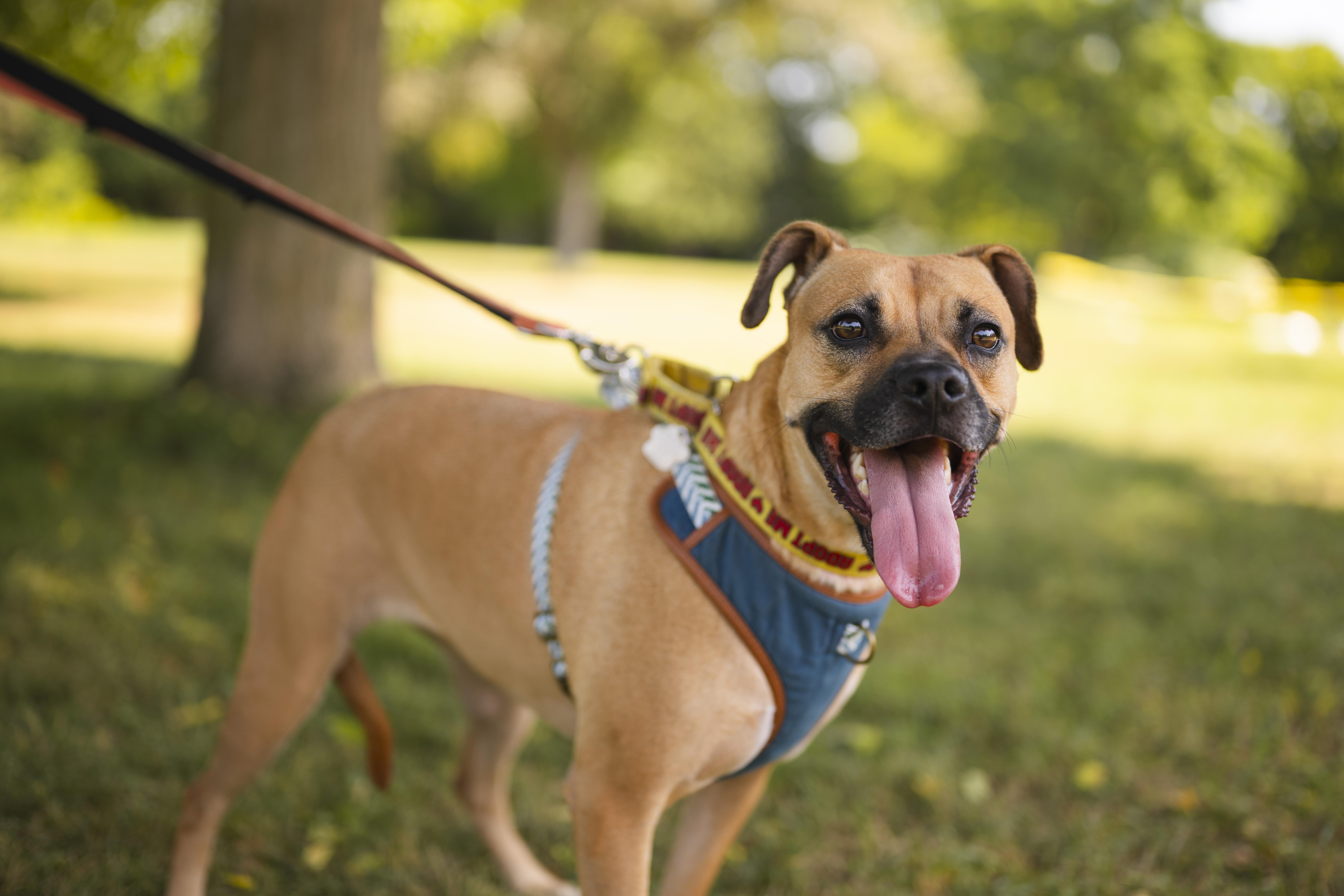 Lua, Adoptable, Young Female Boxer.