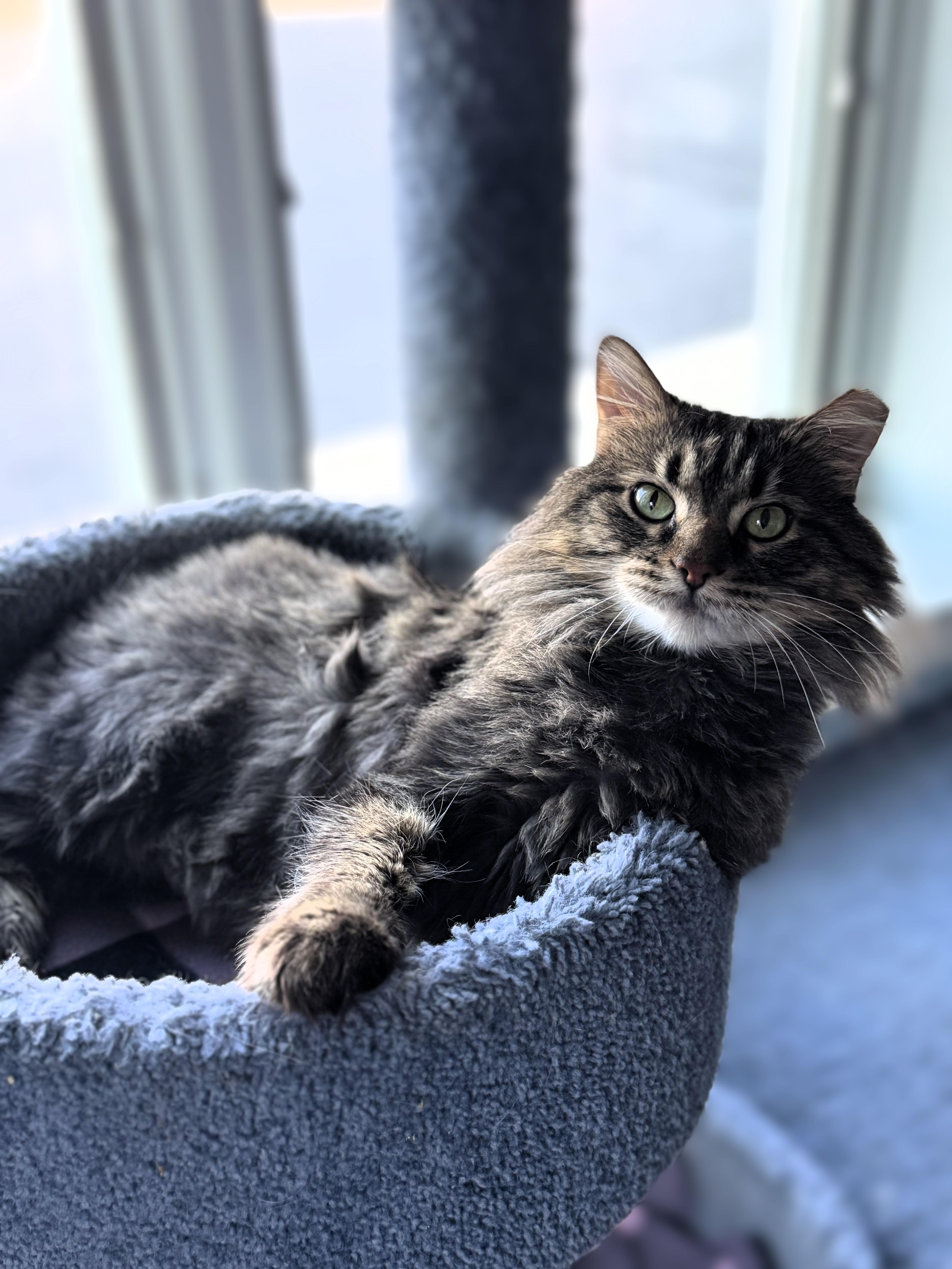 Mirra, Adoptable, Adult Male Domestic Long Hair.