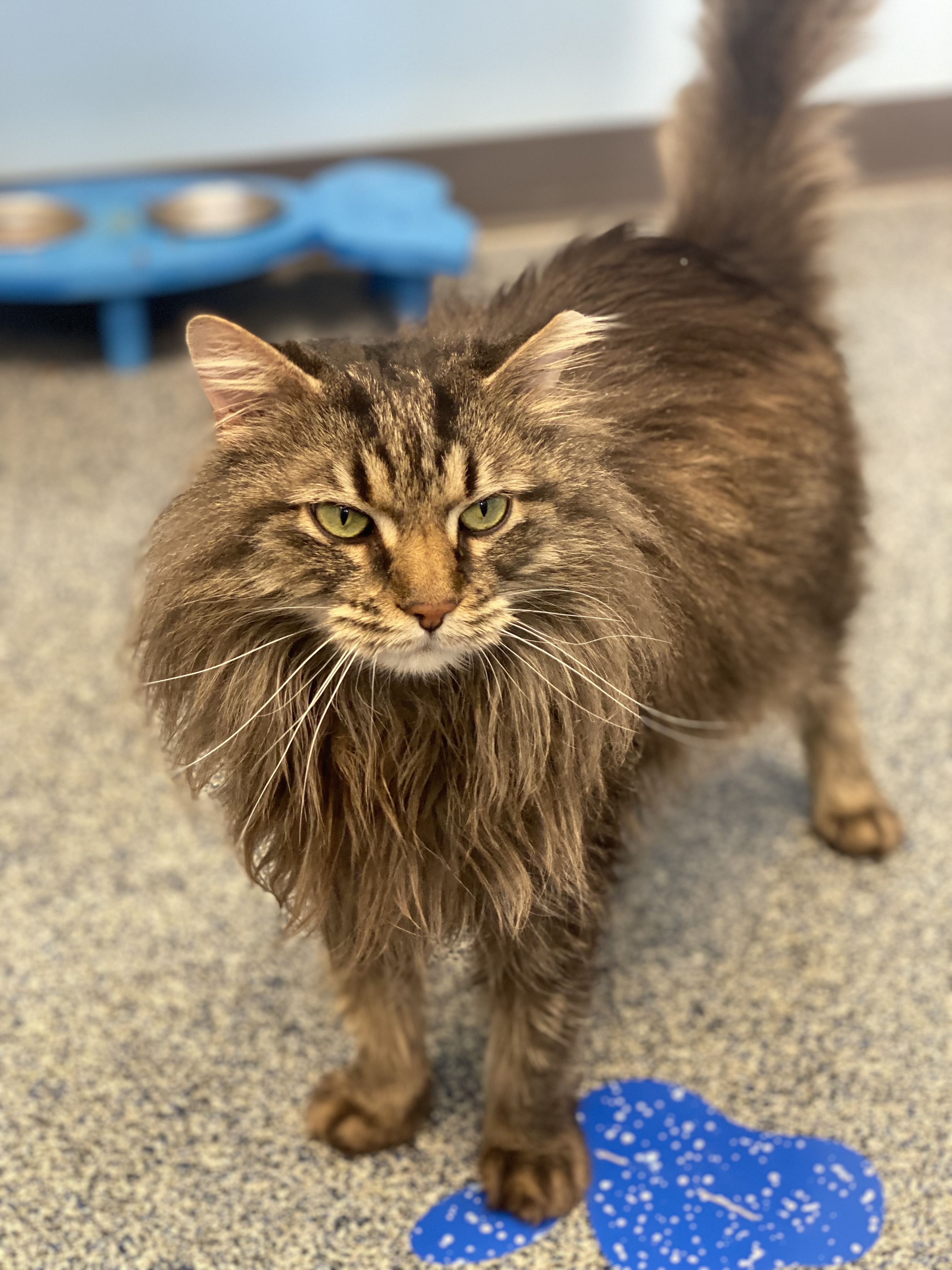 Mirra, a Adoptable Domestic Long Hair in Pekin, IL image 3/3