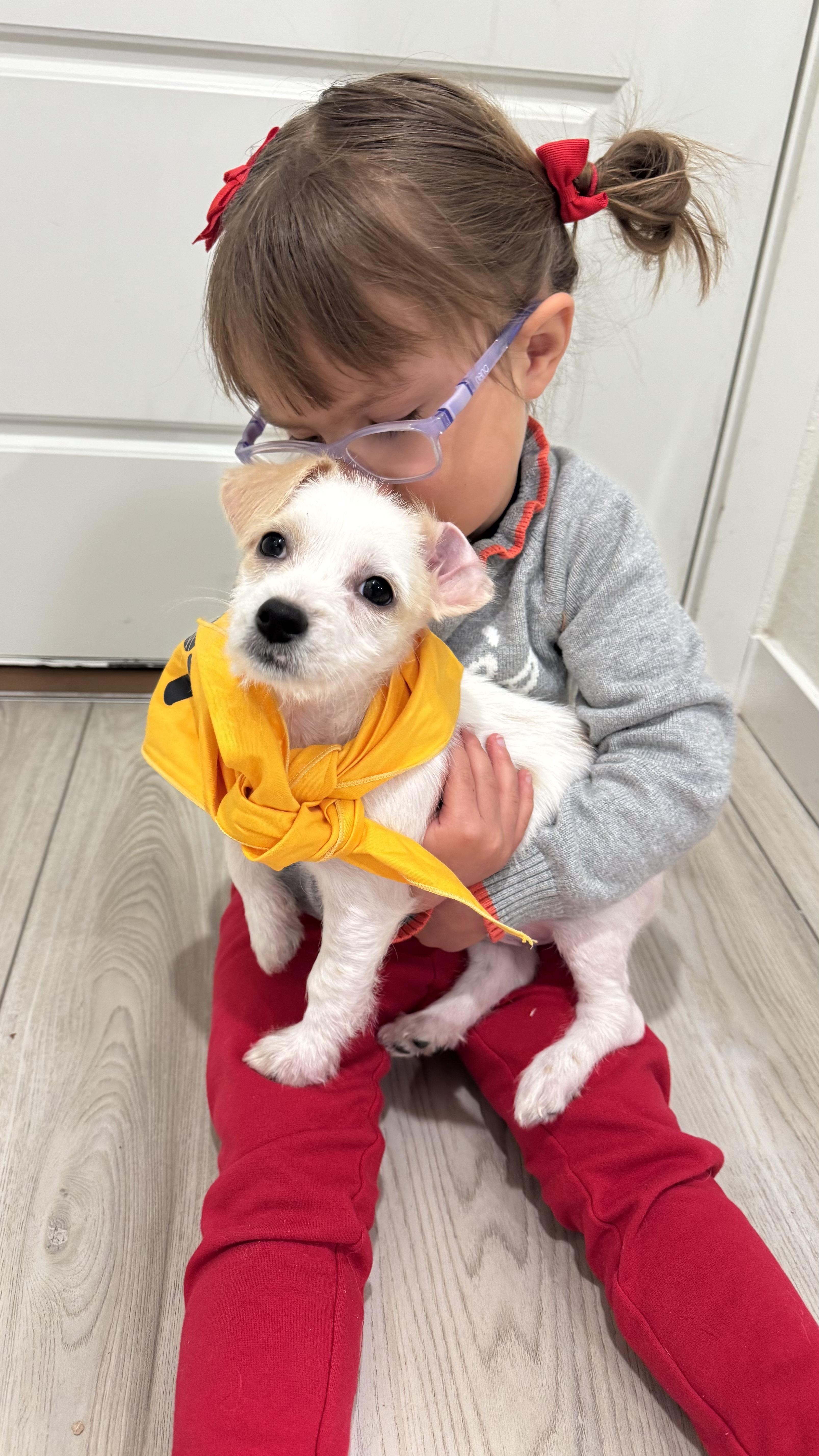 Enlarge Princess, a ADOPTABLE mixed breed in Commerce City, CO image 3/5