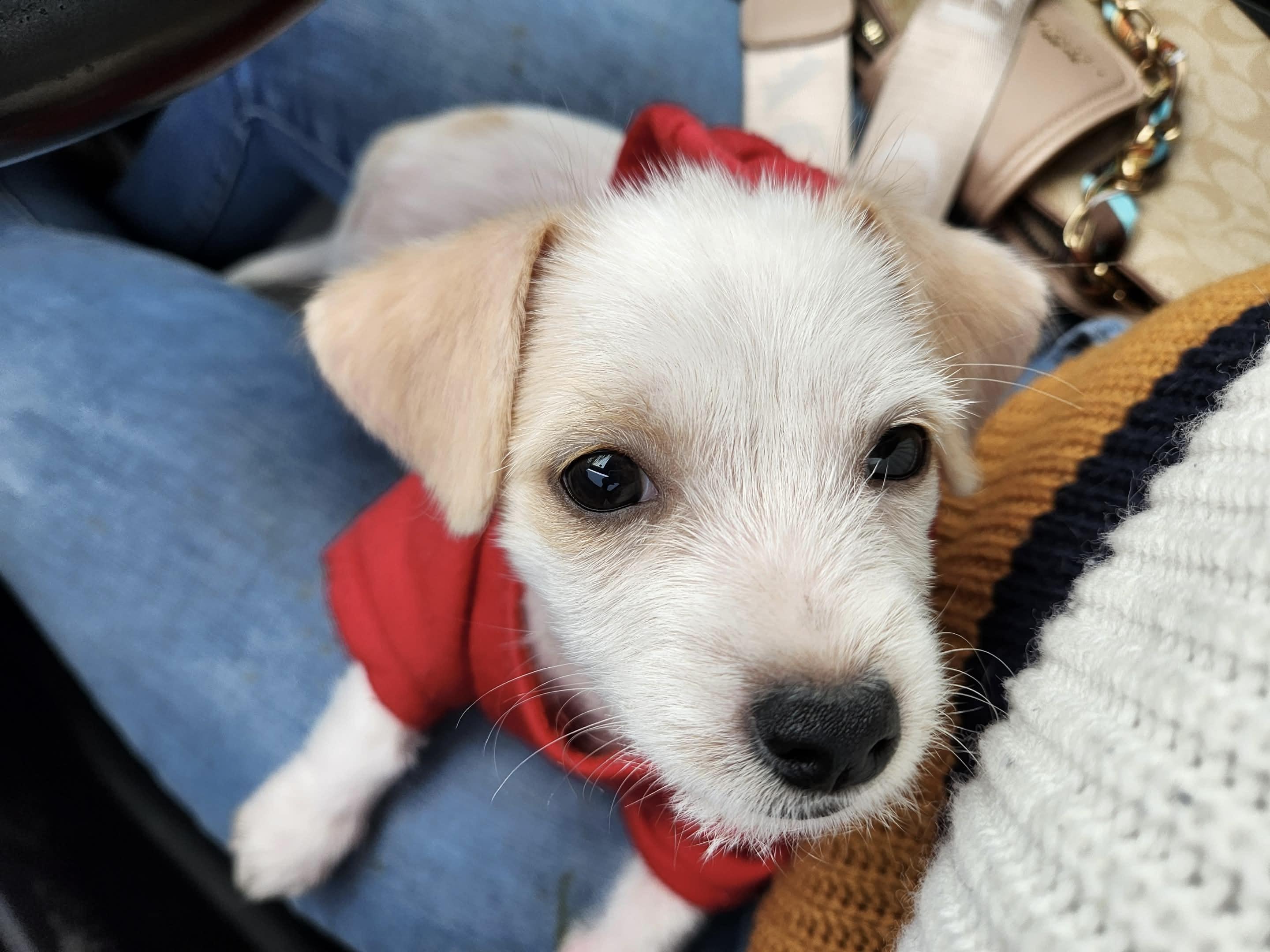 Enlarge Princess, a ADOPTABLE mixed breed in Commerce City, CO image 4/5