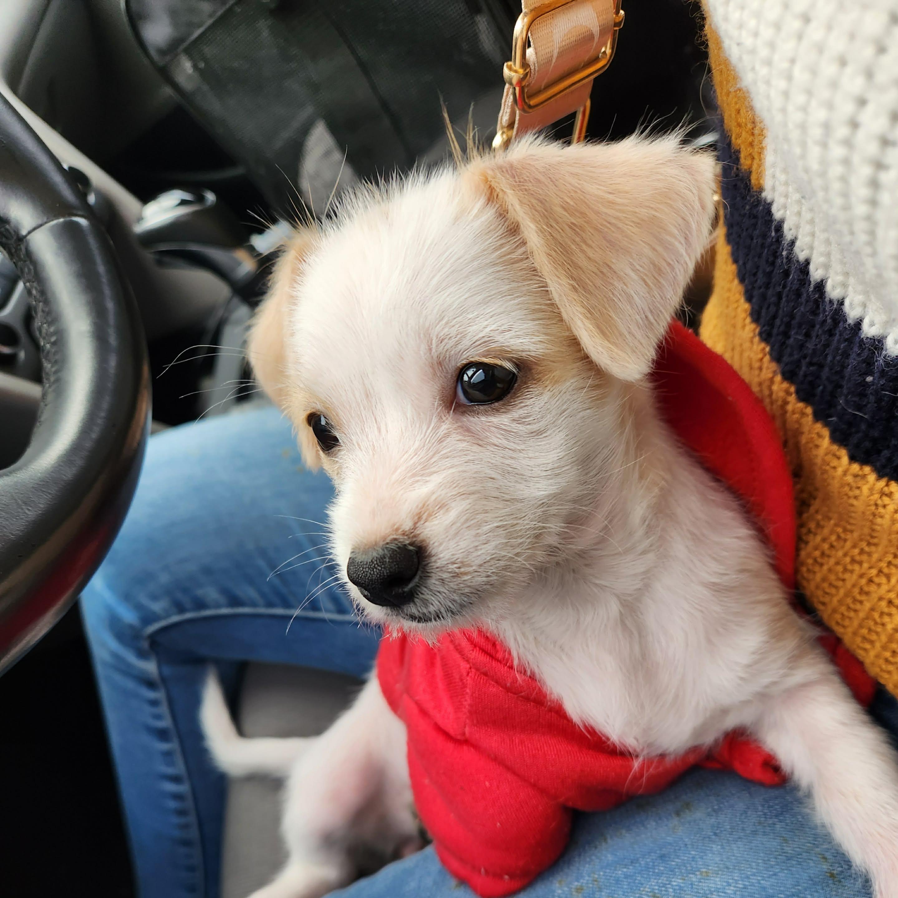 Princess, ADOPTABLE, Puppy Female West Highland White Terrier / Westie.