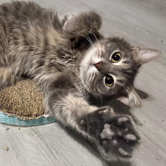 Enlarge Eve, a Adoptable Domestic Short Hair in Troy, IL image 1/4