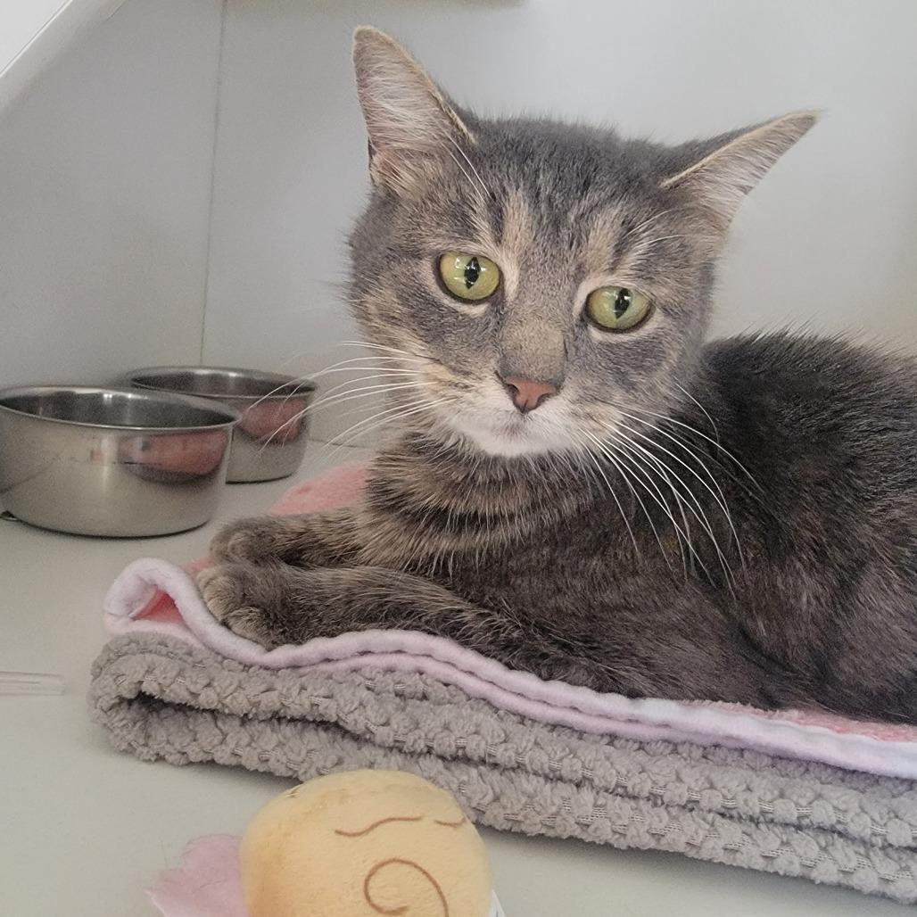 Enlarge Eve, a Adoptable Domestic Short Hair in Troy, IL image 2/4