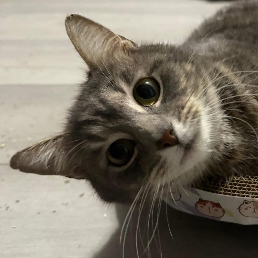 Enlarge Eve, a Adoptable Domestic Short Hair in Troy, IL image 3/4