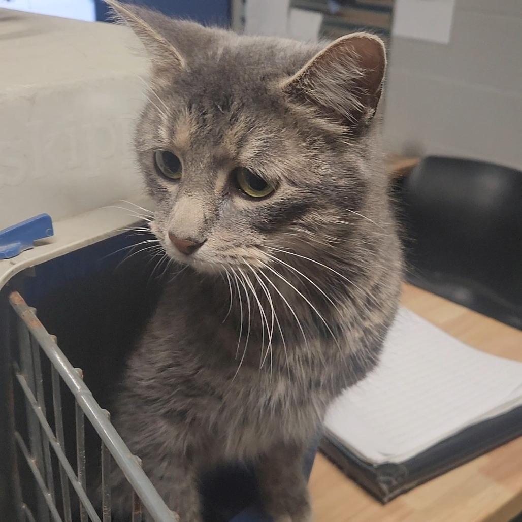 Enlarge Eve, a Adoptable Domestic Short Hair in Troy, IL image 4/4