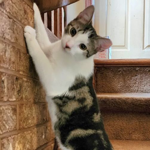 Enlarge Clove, a Adoptable Domestic Short Hair in Landenberg, PA image 1/6