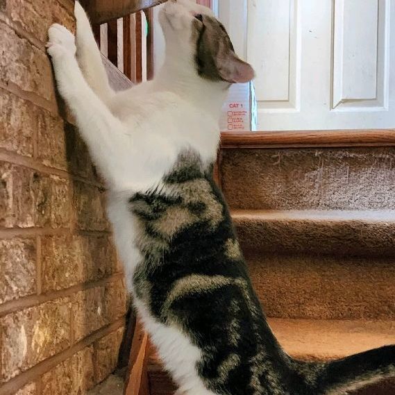 Enlarge Clove, a Adoptable Domestic Short Hair in Landenberg, PA image 4/6