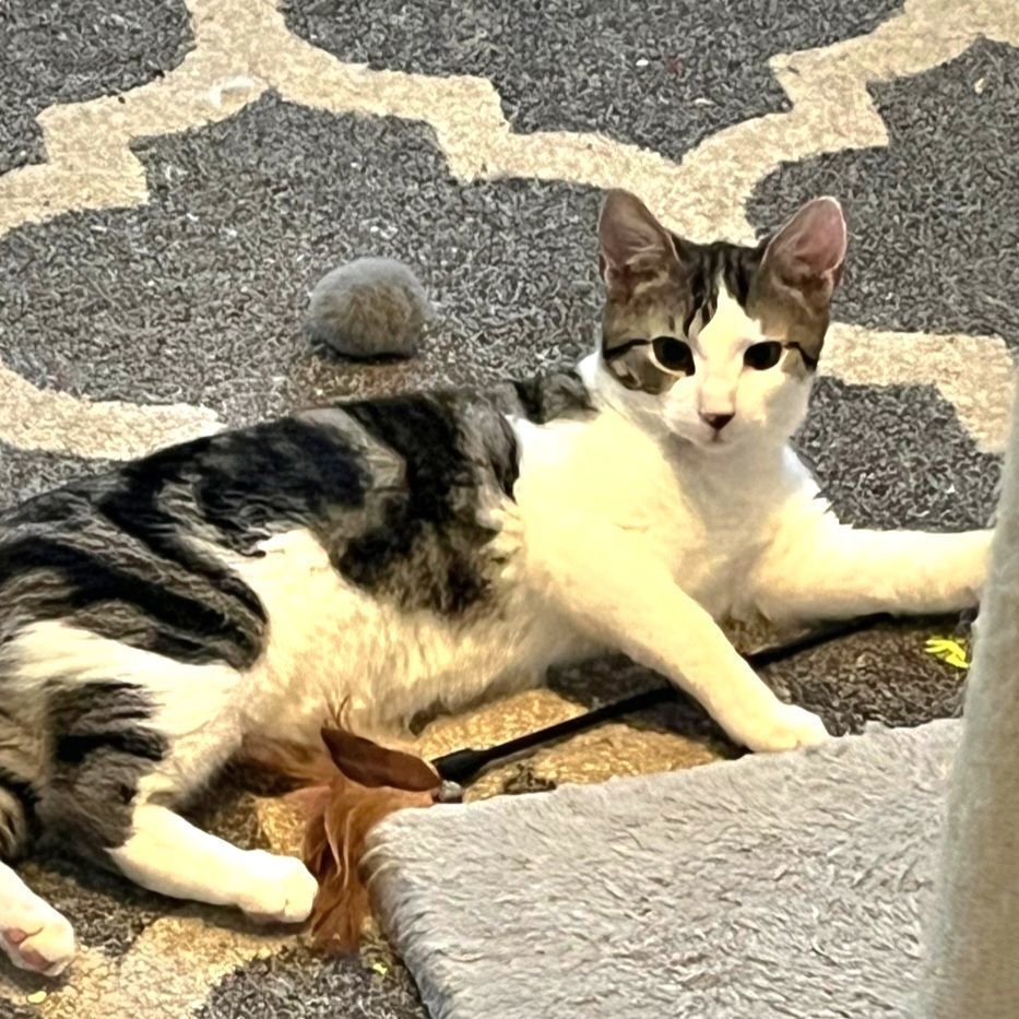Enlarge Clove, a Adoptable Domestic Short Hair in Landenberg, PA image 5/6