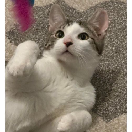 Enlarge Clove, a Adoptable Domestic Short Hair in Landenberg, PA image 6/6