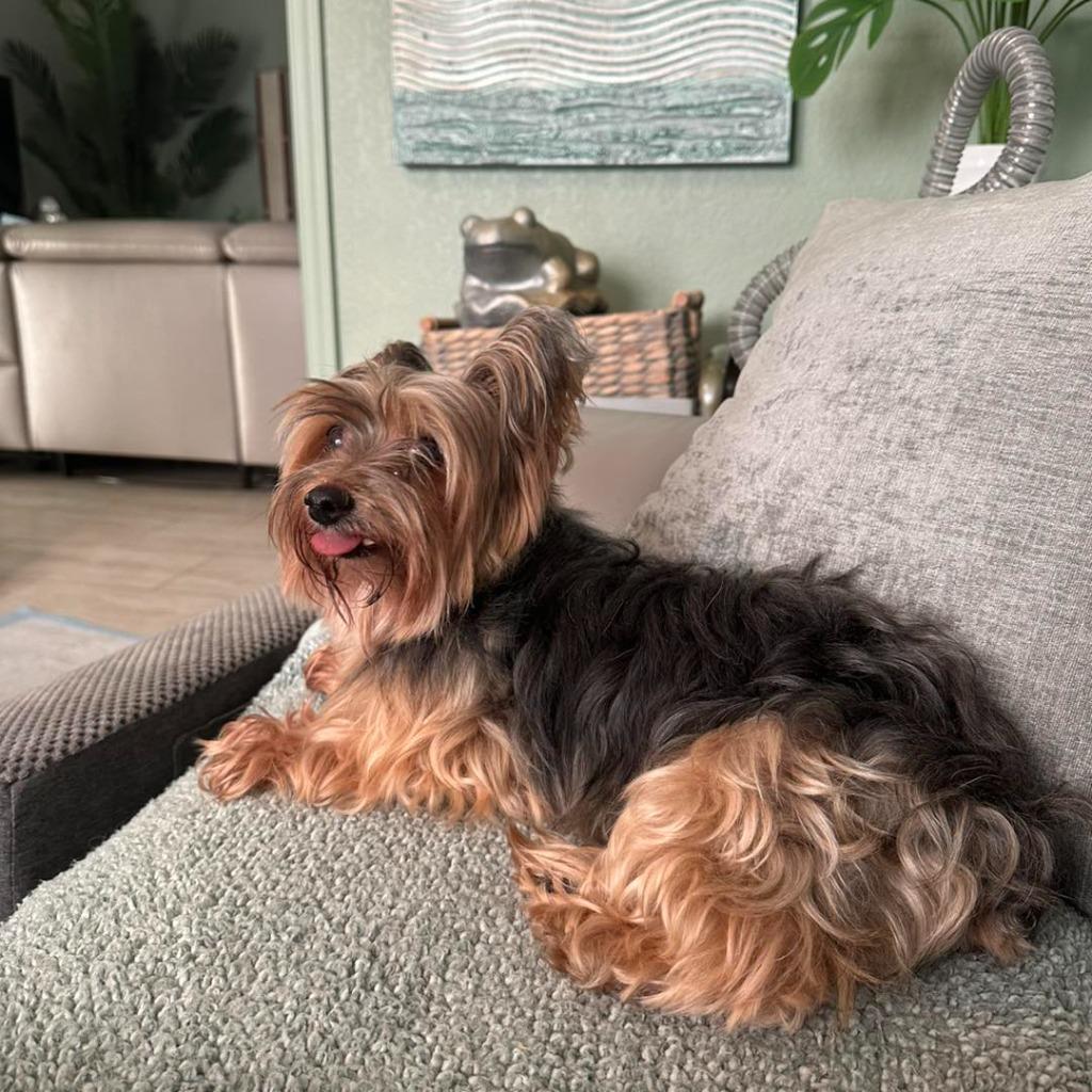 MILLA, Adoptable, Senior Female Yorkshire Terrier.