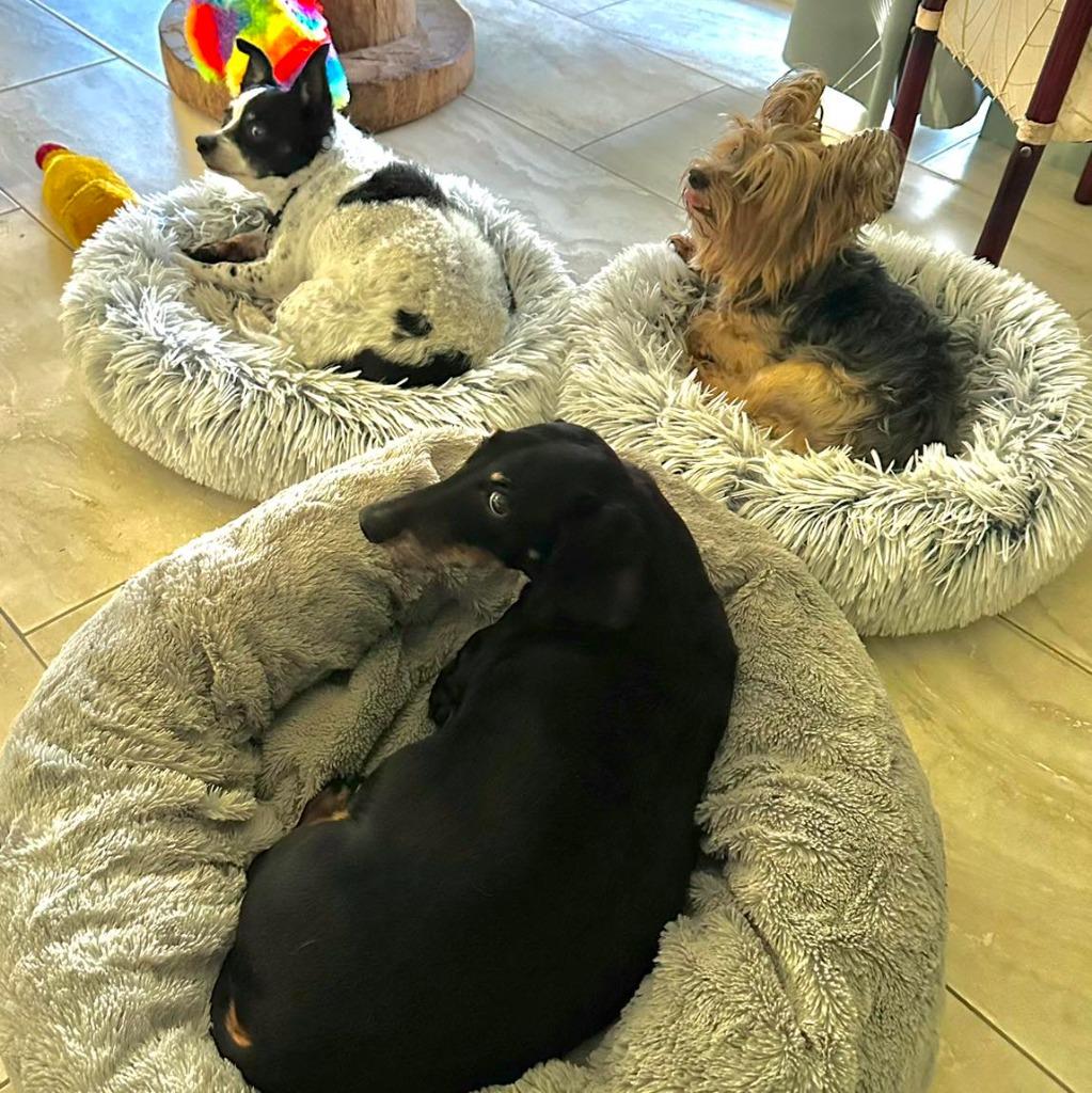 Enlarge MILLA, a Adoptable Yorkshire Terrier in Palm City, FL image 2/3