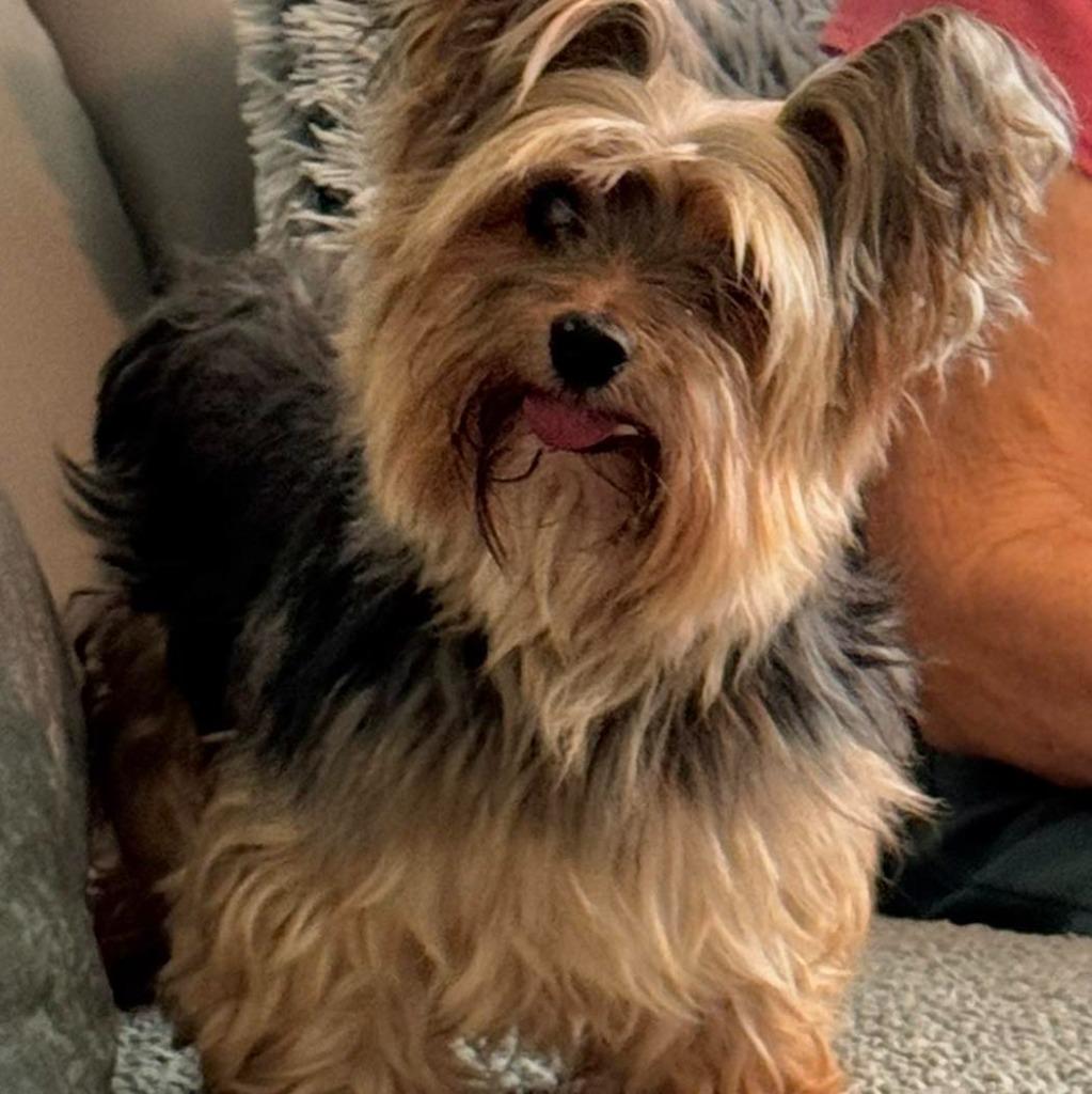 Enlarge MILLA, a Adoptable Yorkshire Terrier in Palm City, FL image 3/3