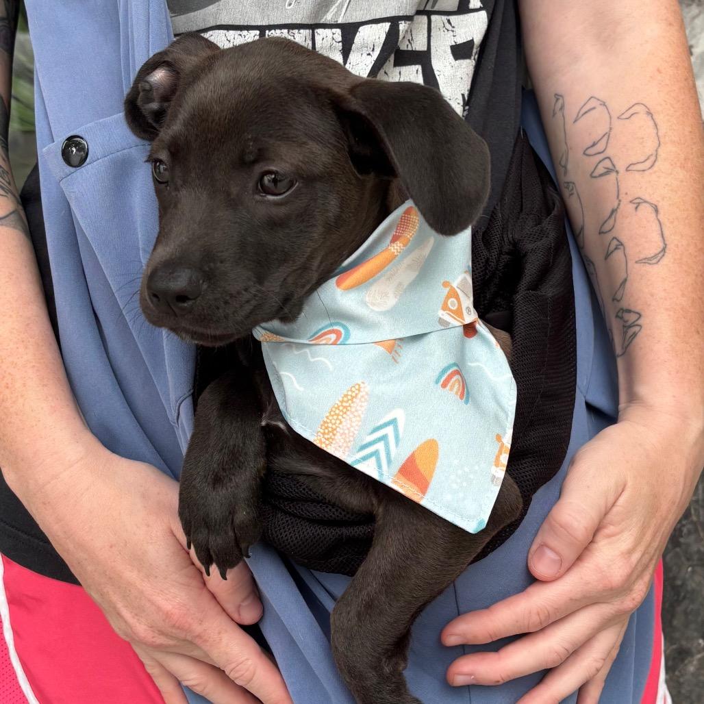 TREVOR, Adoptable, Puppy Male Pit Bull Terrier.