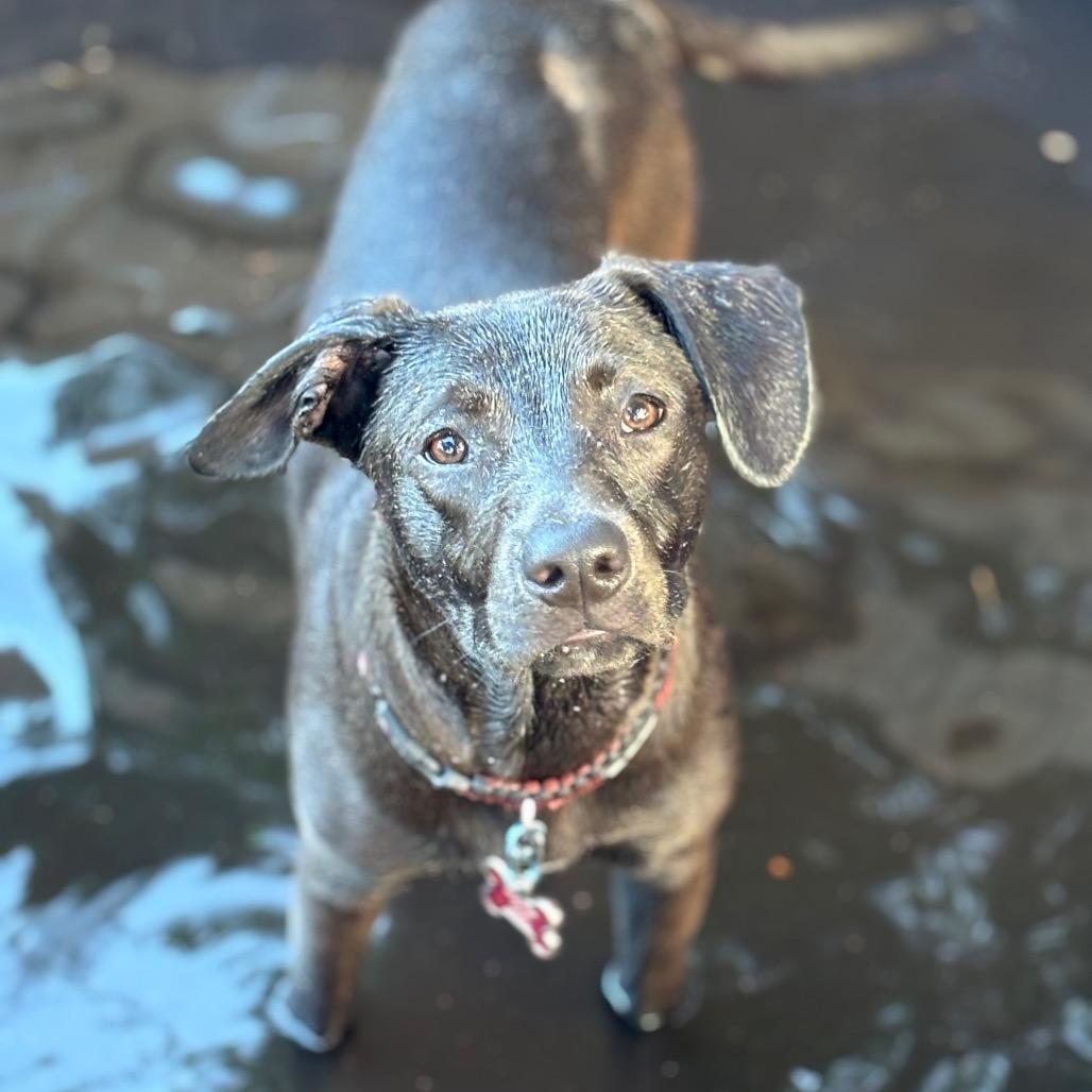 OLLIE, Adoptable, Young Male Black Labrador Retriever & Mixed Breed.