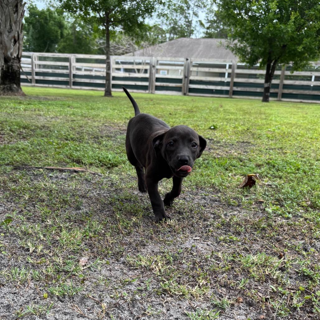 TREVOR, Adoptable, Puppy Male Pit Bull Terrier.