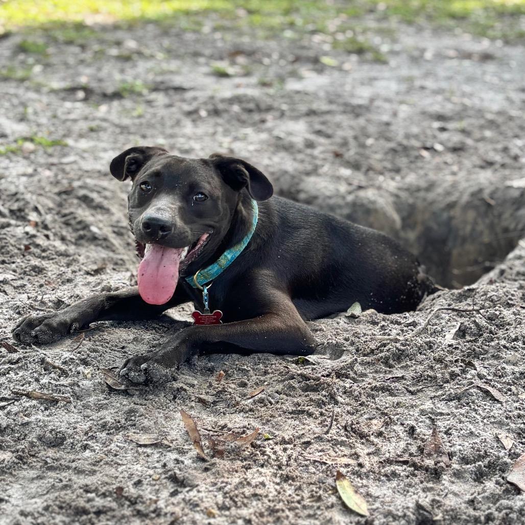 Enlarge OLLIE, a Adoptable mixed breed in Wellington, FL image 2/6