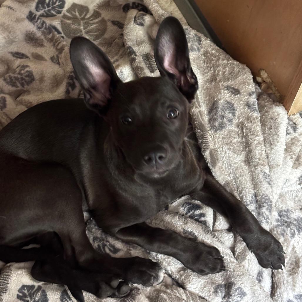 TREVOR, Adoptable, Puppy Male Pit Bull Terrier.