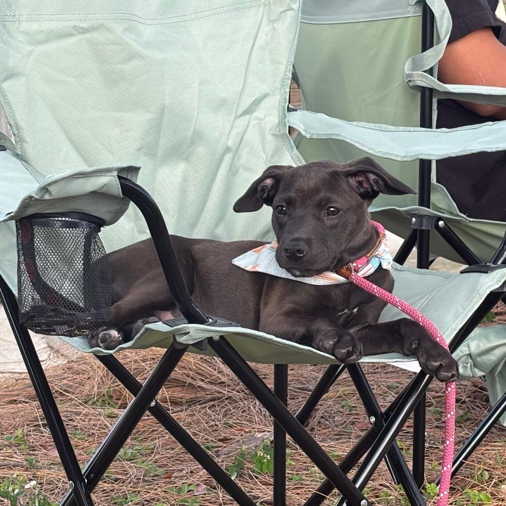 Enlarge TREVOR, a Adoptable Pit Bull Terrier in Wellington, FL image 2/6