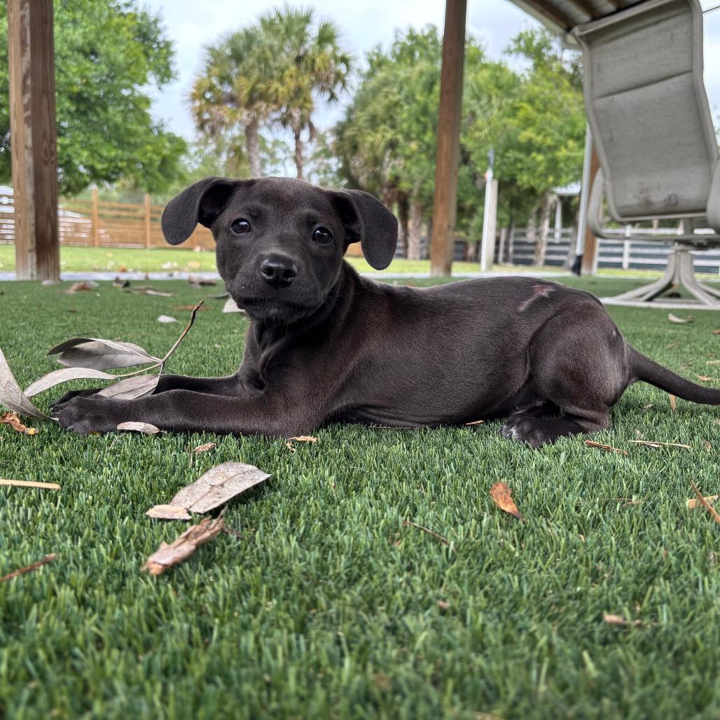 Enlarge TREVOR, a Adoptable Pit Bull Terrier in Wellington, FL image 2/6