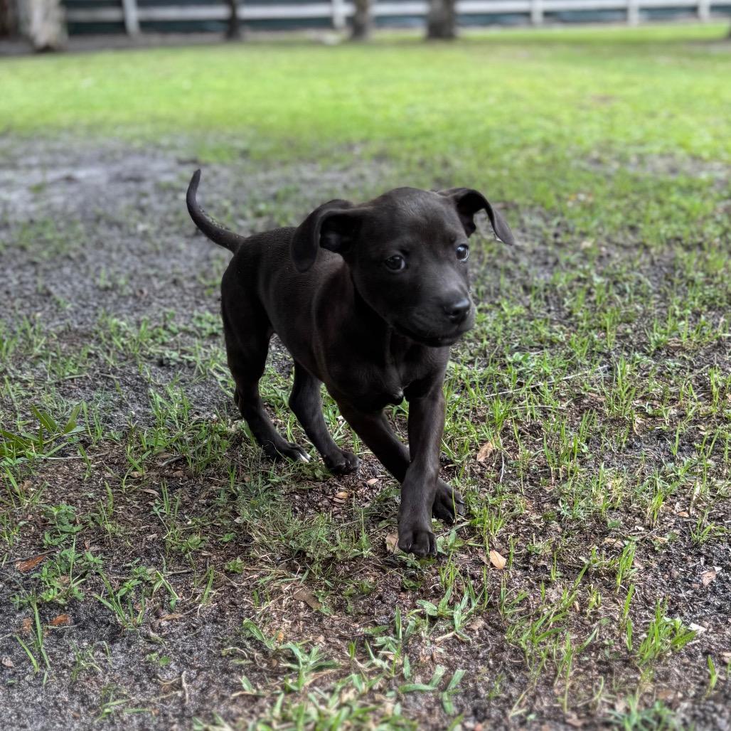 Enlarge TREVOR, a Adoptable Pit Bull Terrier in Wellington, FL image 3/6