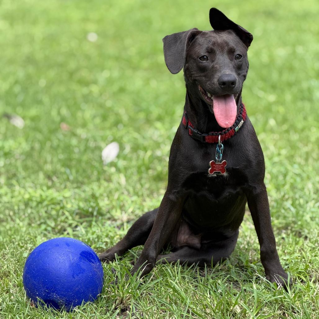 TREVOR, a Adoptable mixed breed in Wellington, FL image 1/6