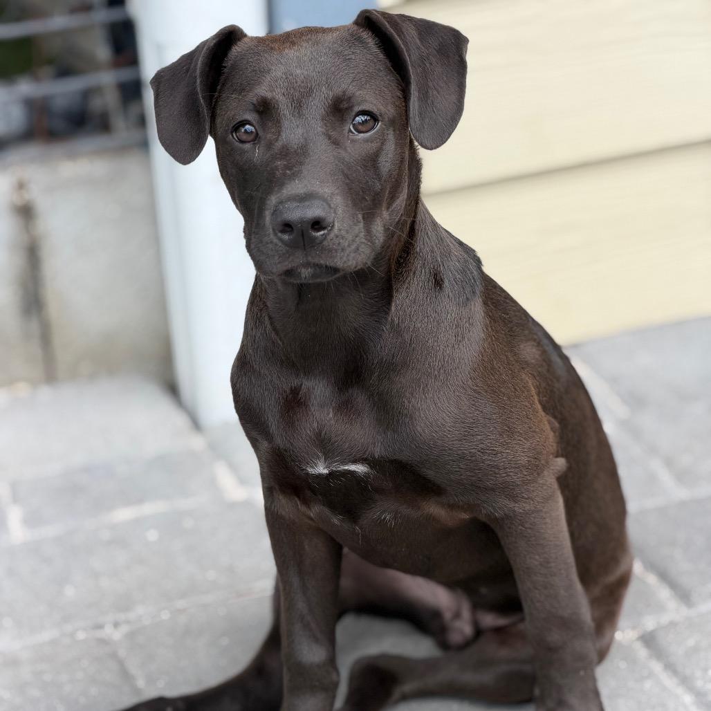 Enlarge TREVOR, a Adoptable mixed breed in Wellington, FL image 2/6