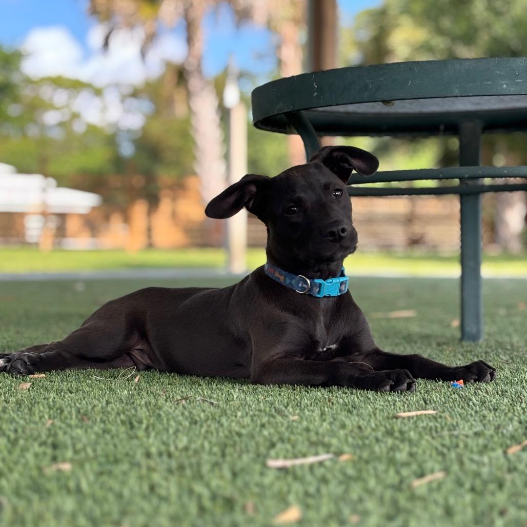 Enlarge TREVOR, a Adoptable Pit Bull Terrier in Wellington, FL image 3/6