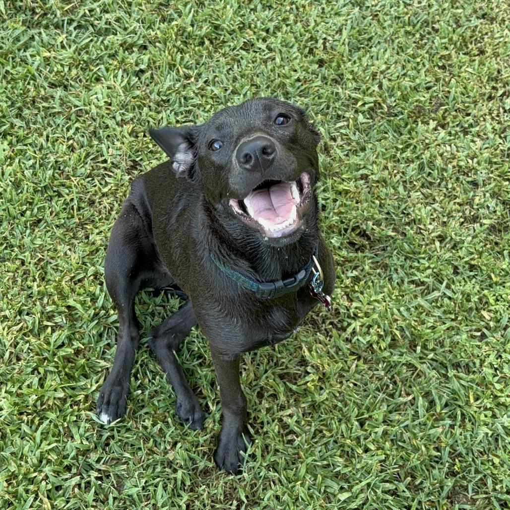 Enlarge OLLIE, a Adoptable mixed breed in Wellington, FL image 5/6