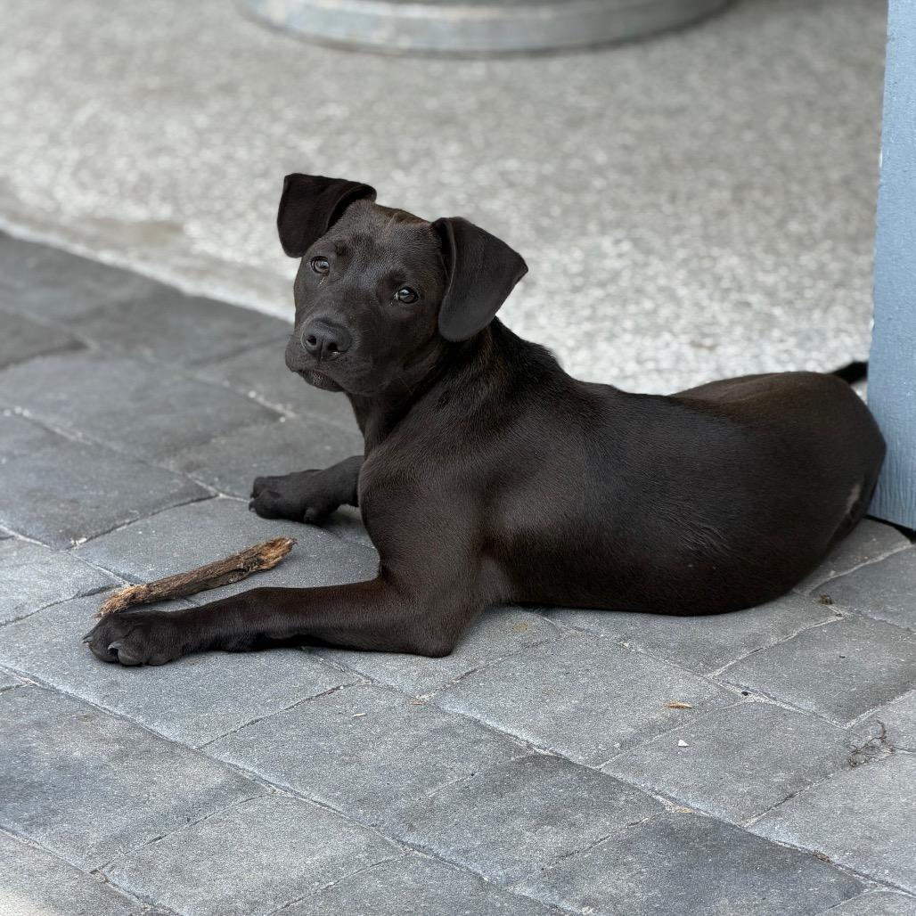 Enlarge TREVOR, a Adoptable mixed breed in Wellington, FL image 4/6