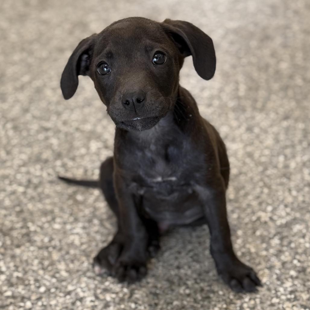 Enlarge TREVOR, a Adoptable Pit Bull Terrier in Wellington, FL image 4/6