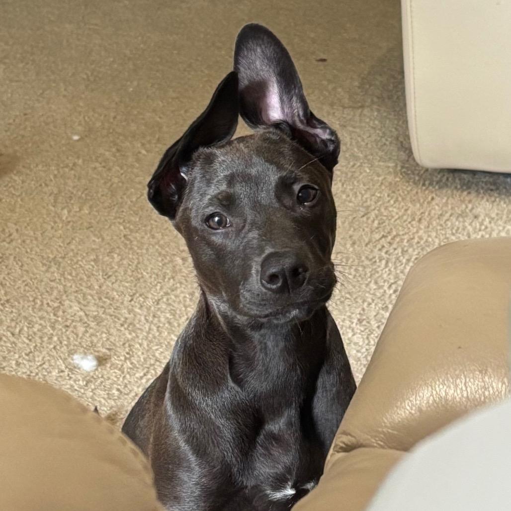 Enlarge TREVOR, a Adoptable mixed breed in Wellington, FL image 5/6