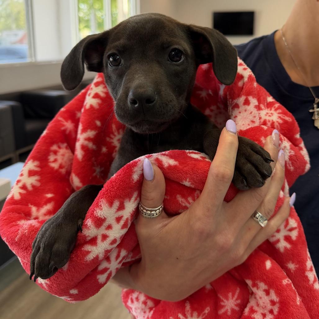 Enlarge TREVOR, a Adoptable Pit Bull Terrier in Wellington, FL image 5/6