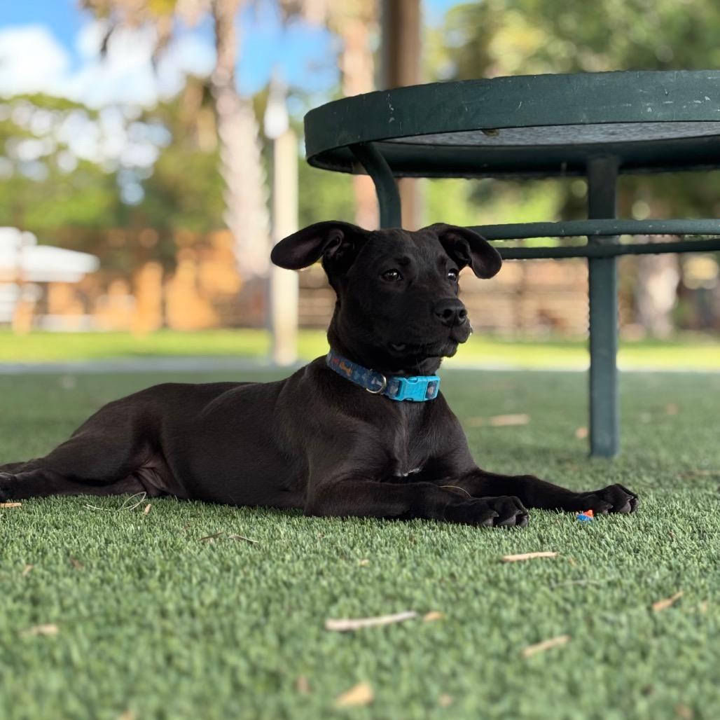 Enlarge TREVOR, a Adoptable Pit Bull Terrier in Wellington, FL image 4/6