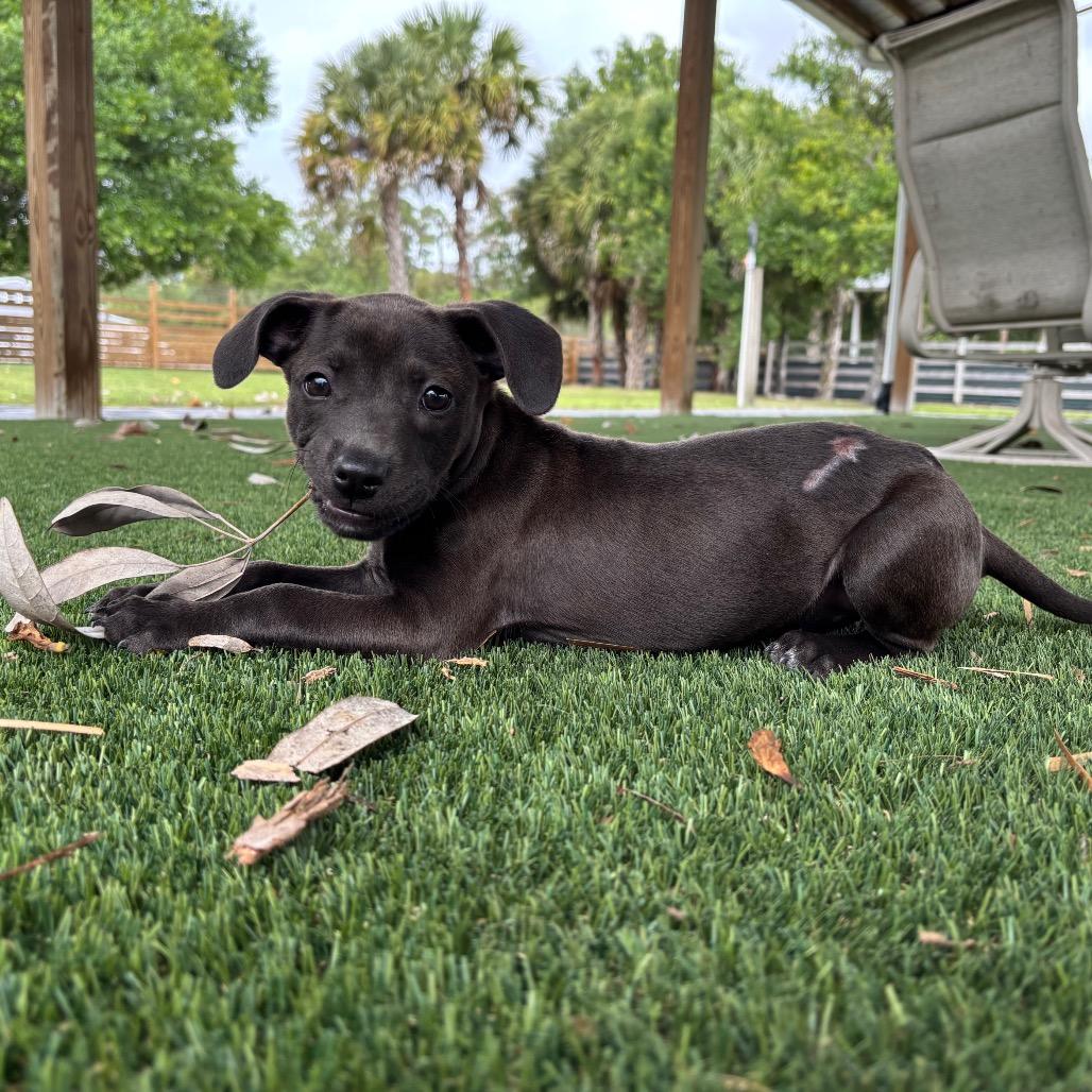 Enlarge TREVOR, a Adoptable Pit Bull Terrier in Wellington, FL image 6/6