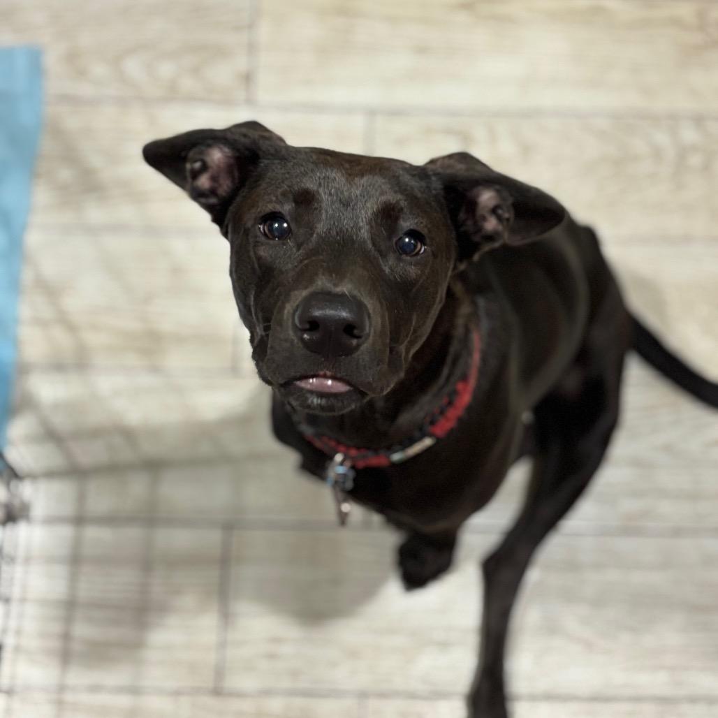 Enlarge OLLIE, a Adoptable mixed breed in Wellington, FL image 6/6