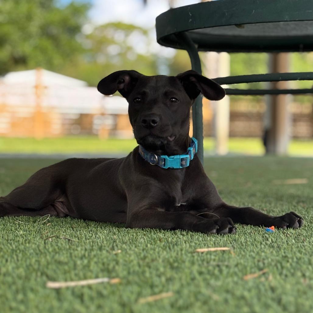 Enlarge TREVOR, a Adoptable Pit Bull Terrier in Wellington, FL image 5/6