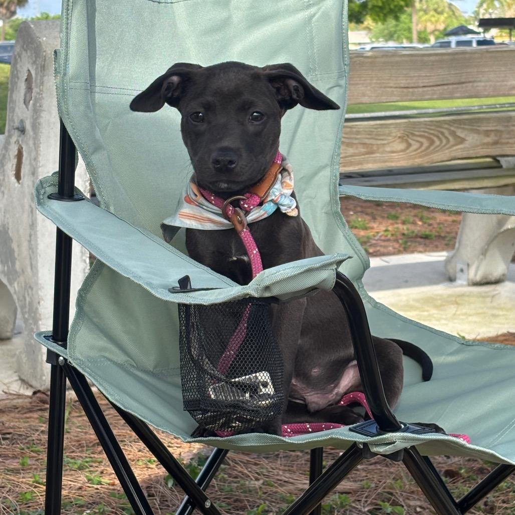 Enlarge TREVOR, a Adoptable Pit Bull Terrier in Wellington, FL image 6/6