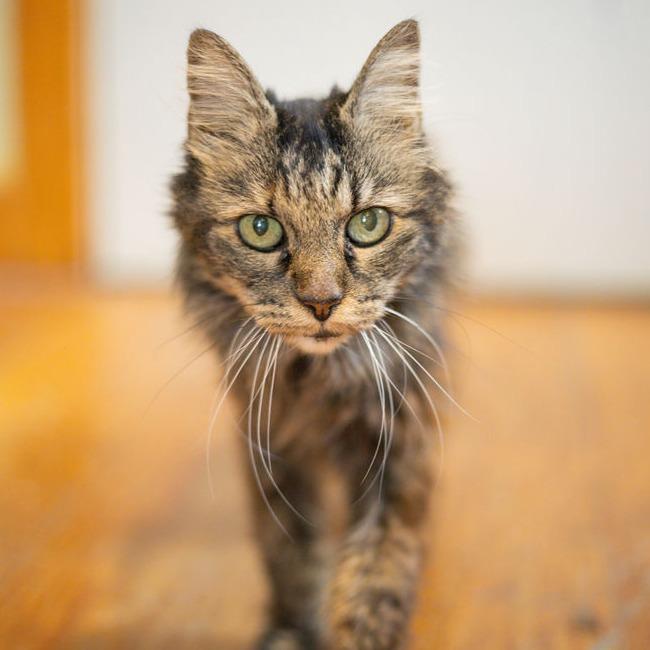 Violet, Adoptable, Senior Female Domestic Long Hair.
