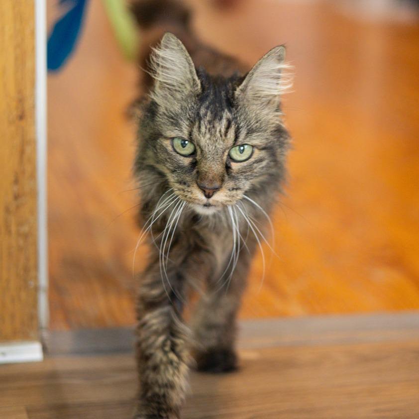 Enlarge Violet, a Adoptable Domestic Long Hair in Brimfield, MA image 2/2