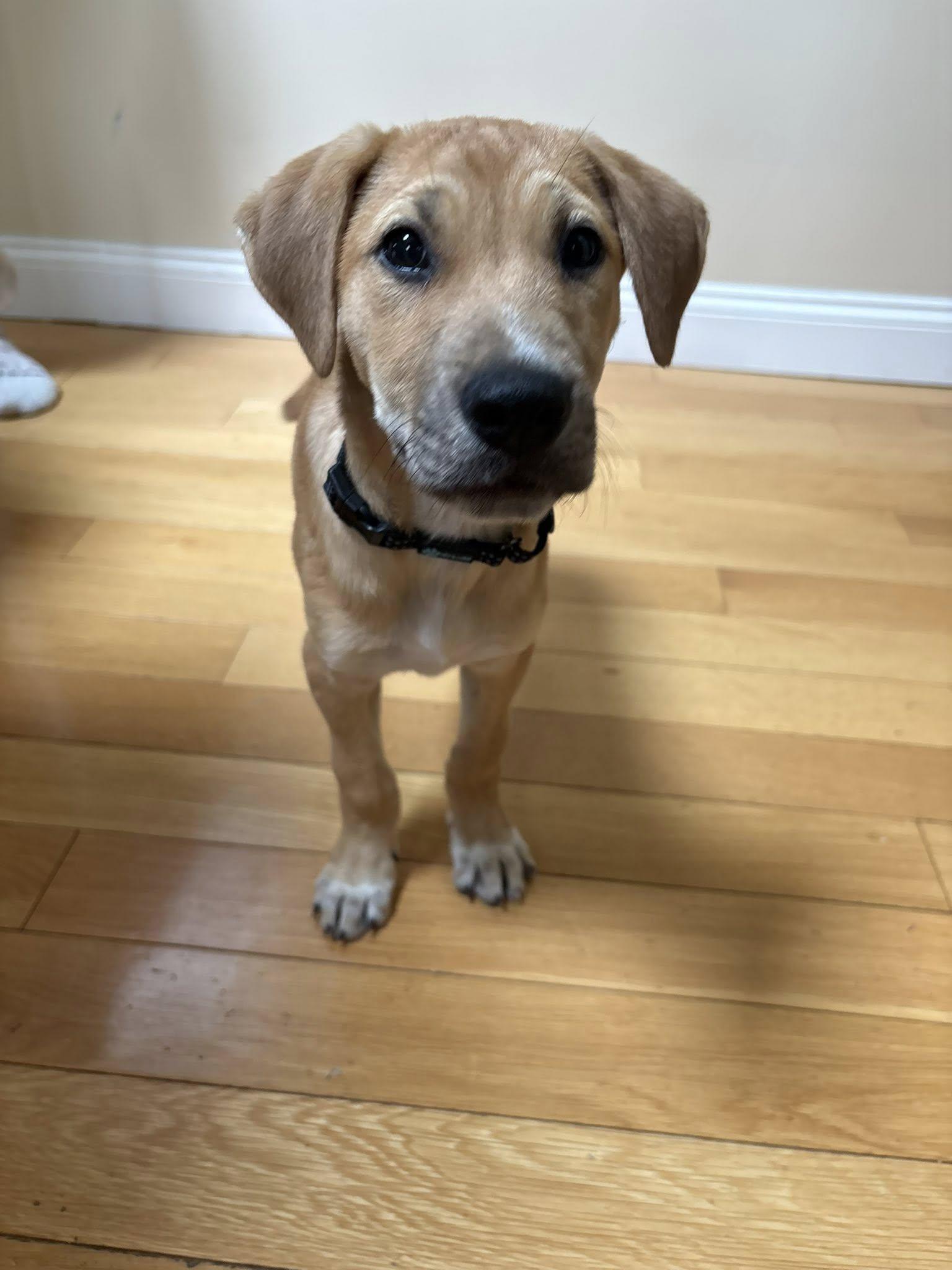 Enlarge Clover, a ADOPTABLE mixed breed in Albany, NY image 2/2